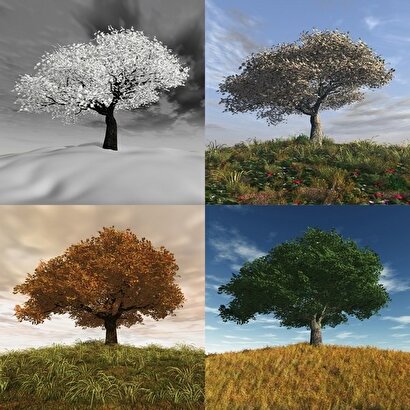  Dört Mevsim Ağaç - Kanvas Tablo | Decoverse